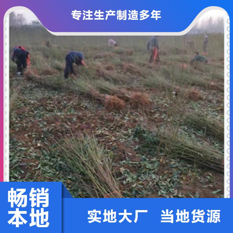 桃樹苗、桃樹苗廠家現貨