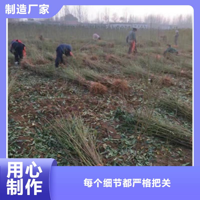 桃樹苗知識同城品牌