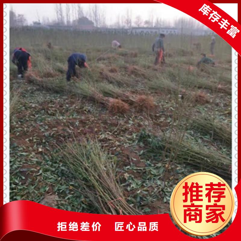 桃樹苗正規靠譜