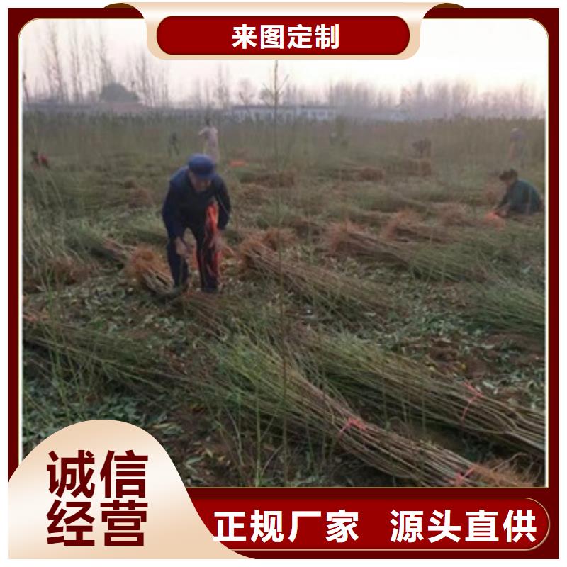 桃樹(shù)苗-桃樹(shù)苗質(zhì)優(yōu)價(jià)廉