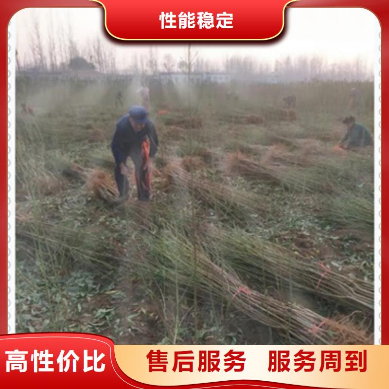 質(zhì)量優(yōu)的桃樹苗供貨商