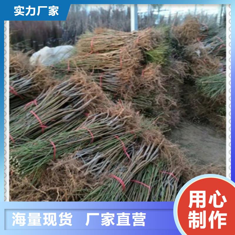 桃樹苗制造工廠同城服務商