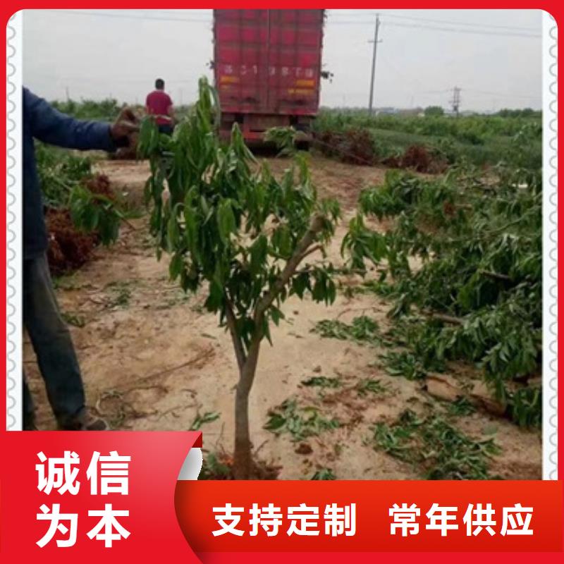 桃樹苗便宜批發