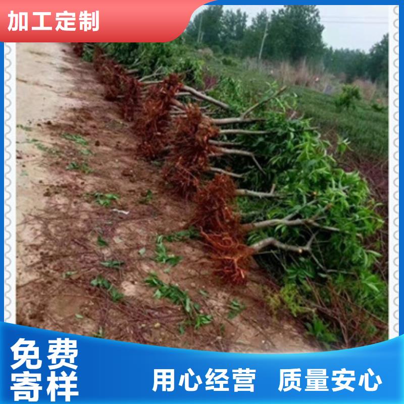 桃樹苗-優質靠譜