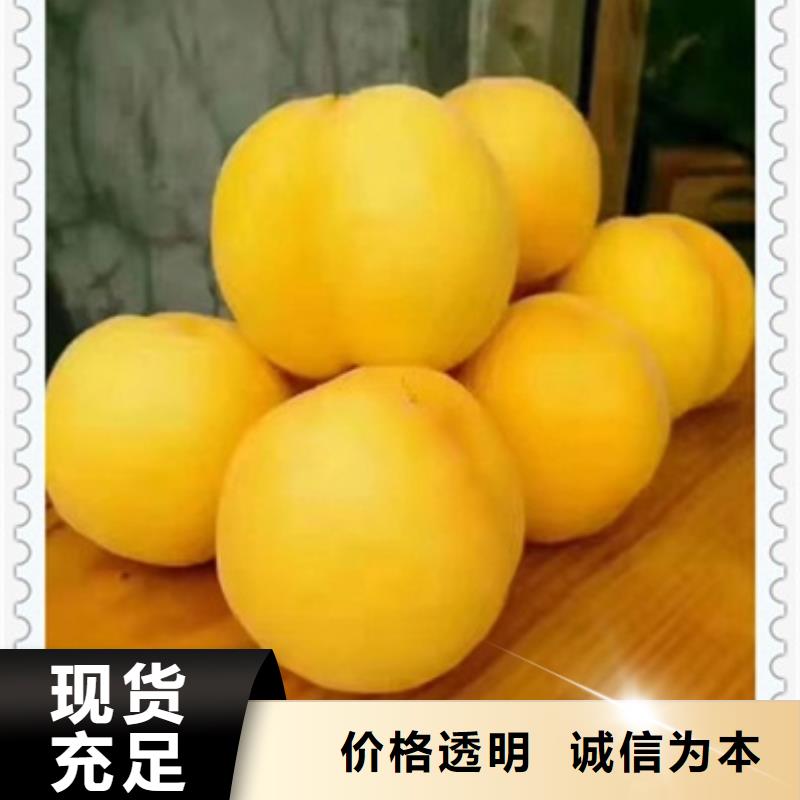桃樹苗現貨促銷
