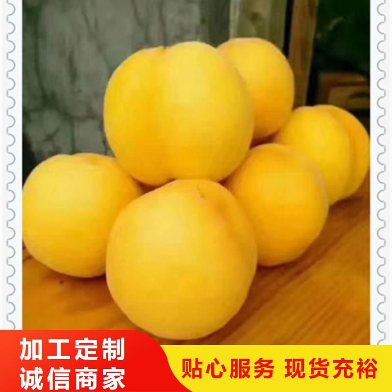 桃樹苗質(zhì)量廣受好評(píng)
