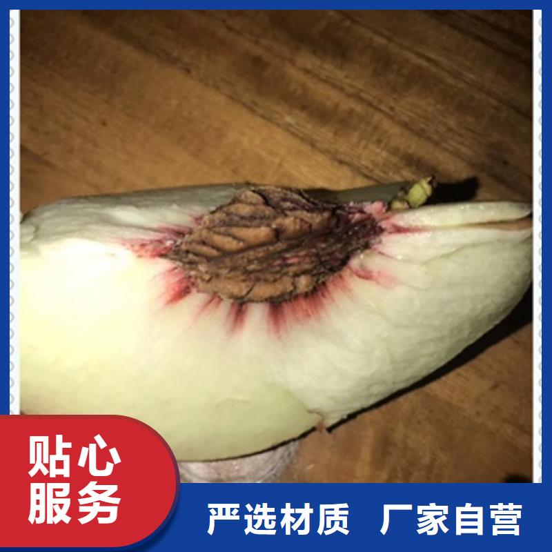 桃樹苗、桃樹苗廠家-型號齊全