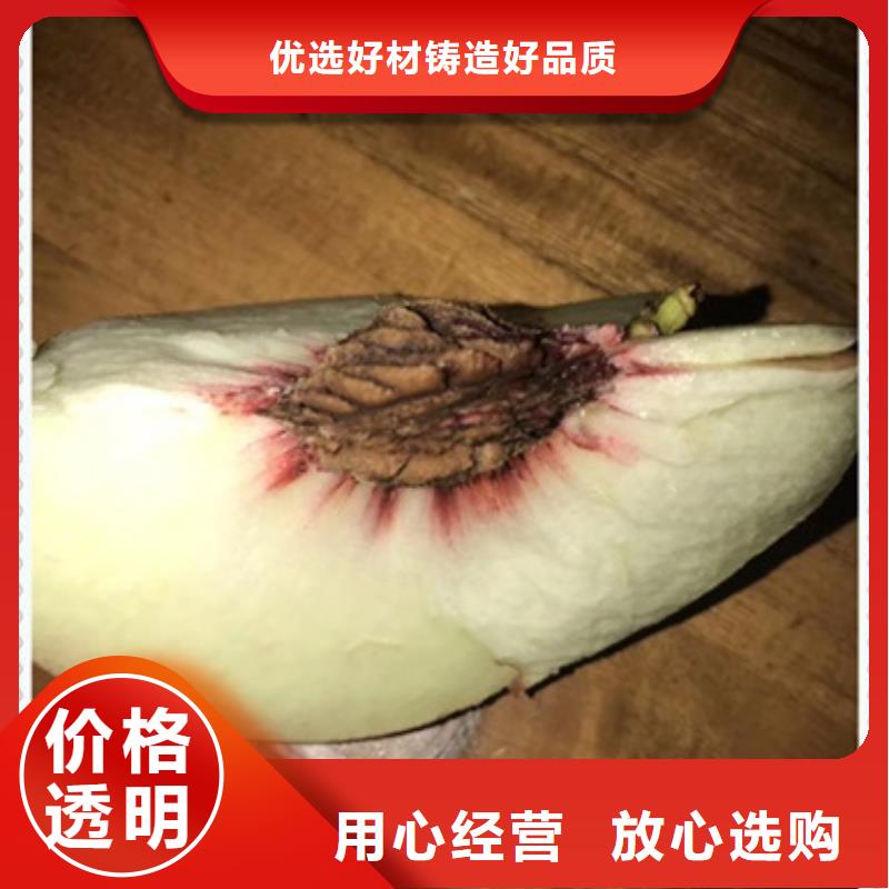 桃樹苗當天發貨