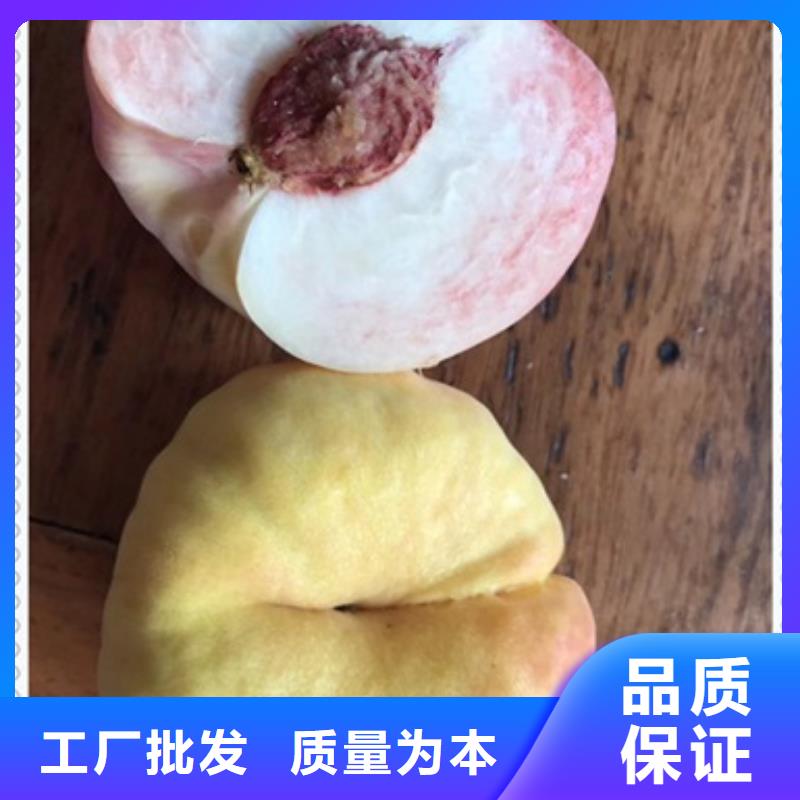 桃樹苗-高標準高質量