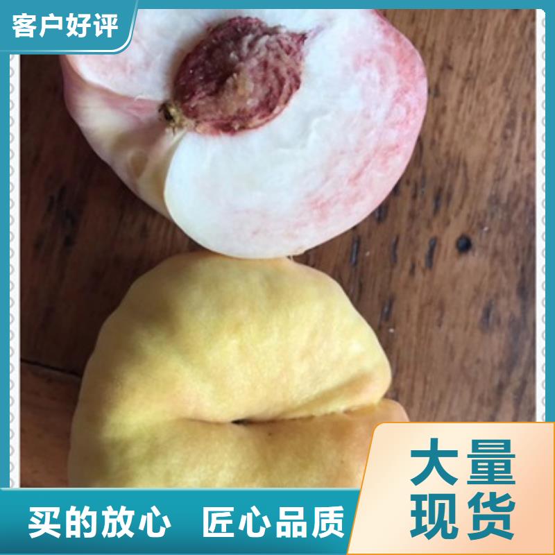 桃樹苗可靠優惠