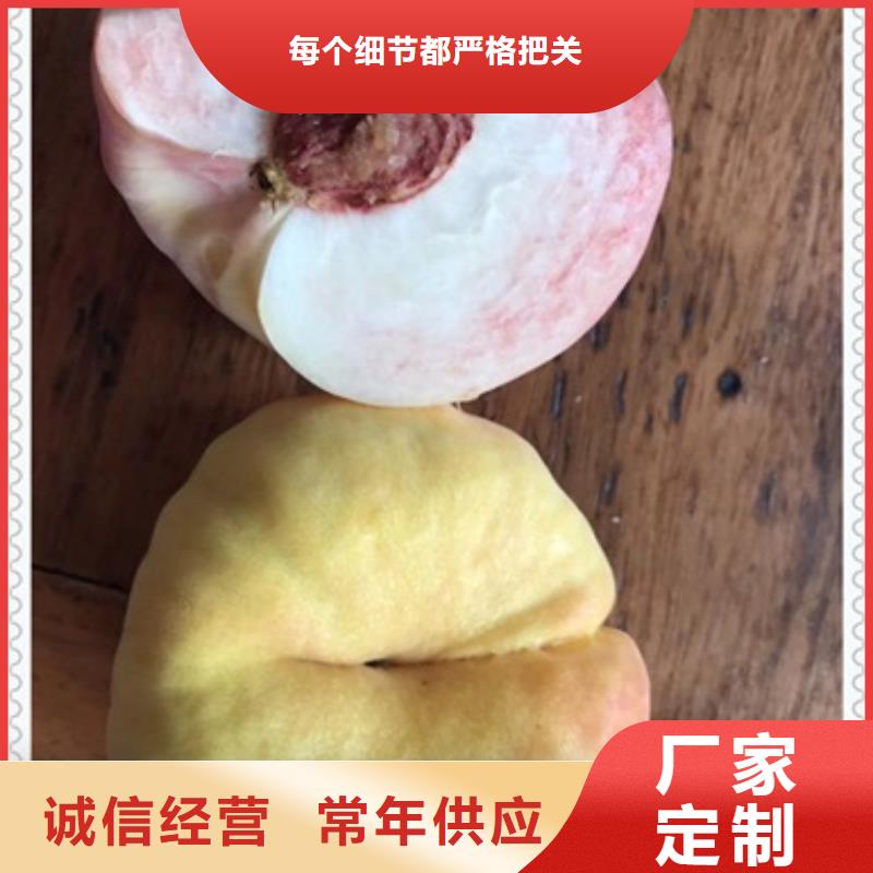 專業銷售桃樹苗-價格優惠
