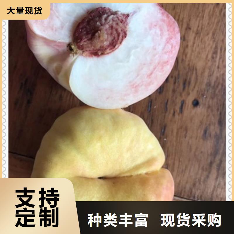 桃樹苗價格合理的廠家