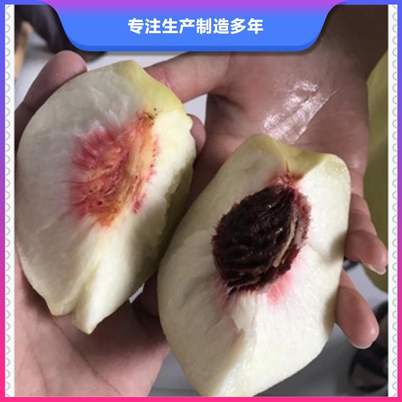 規格全的桃樹苗實體廠家原料層層篩選