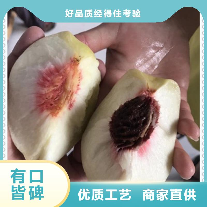 桃樹苗、桃樹苗廠家-發(fā)貨及時