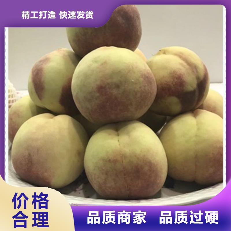 重信譽桃樹苗廠家直銷