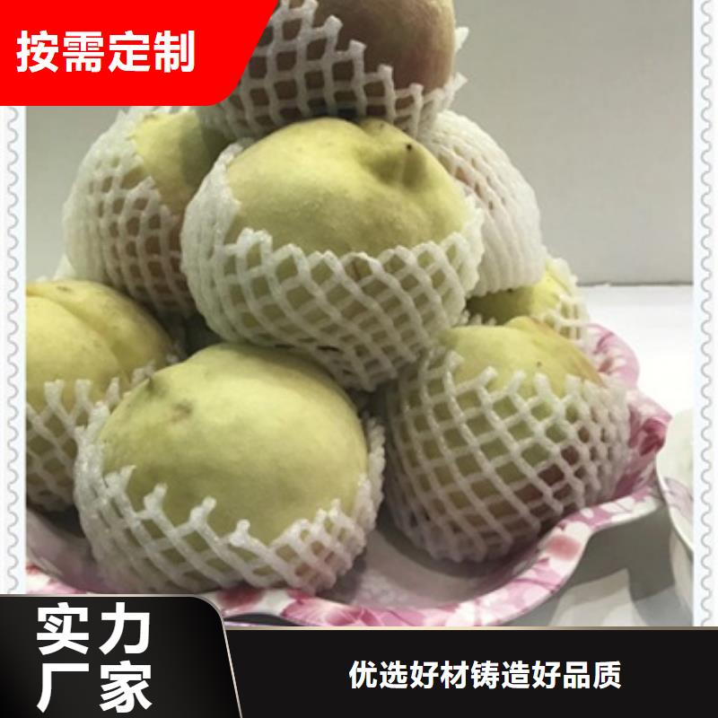 桃樹苗價格合理的廠家