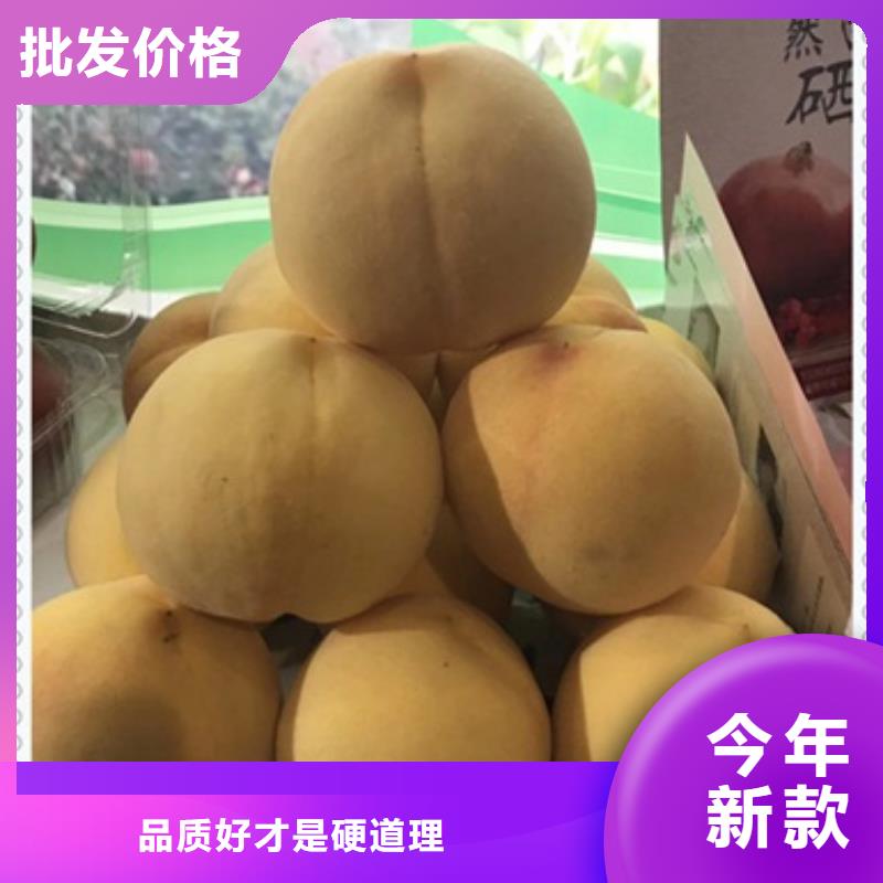 桃樹苗產(chǎn)品齊全