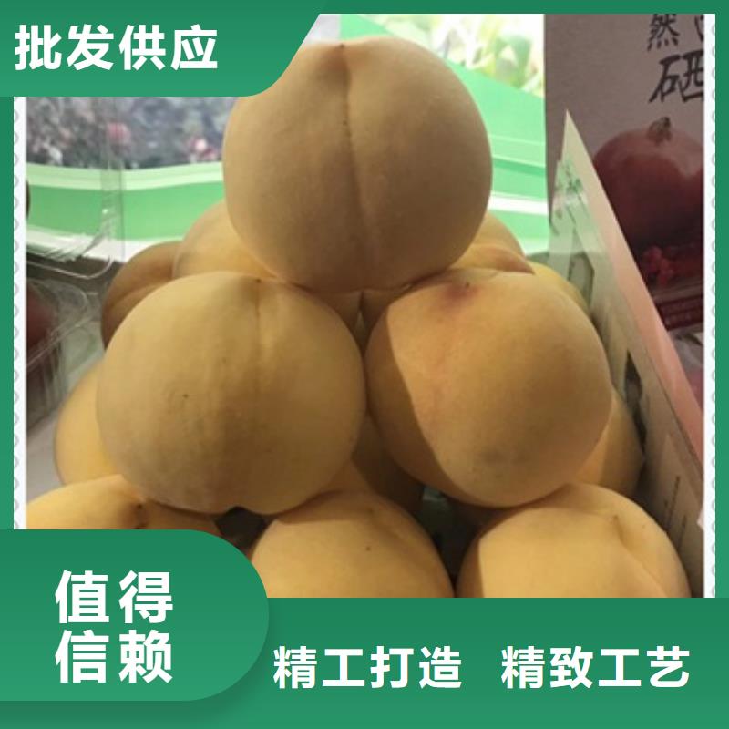 桃樹(shù)苗大型生產(chǎn)廠家