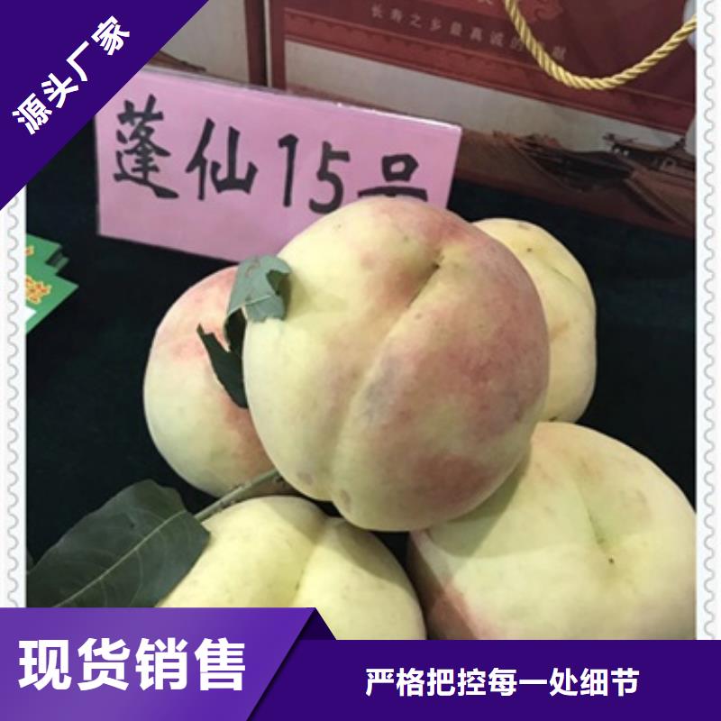 桃樹苗-桃樹苗可定制