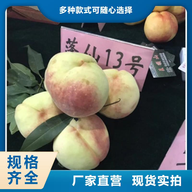規格齊全的桃樹苗廠家