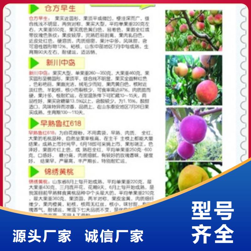 桃樹苗-高標準高質量