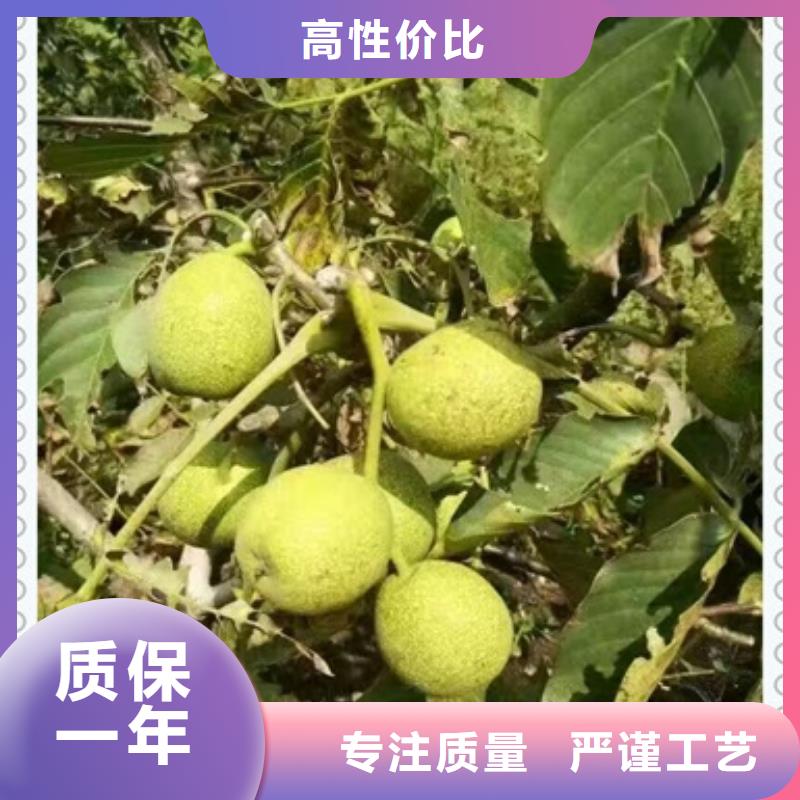 #核桃苗#規格全