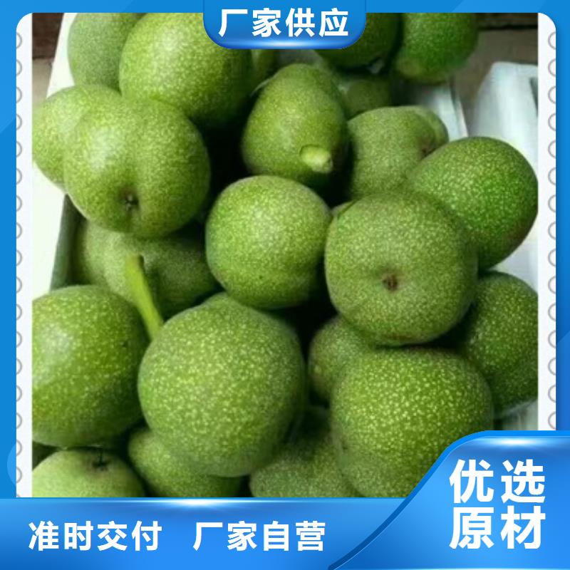 定制核桃苗的銷售廠家