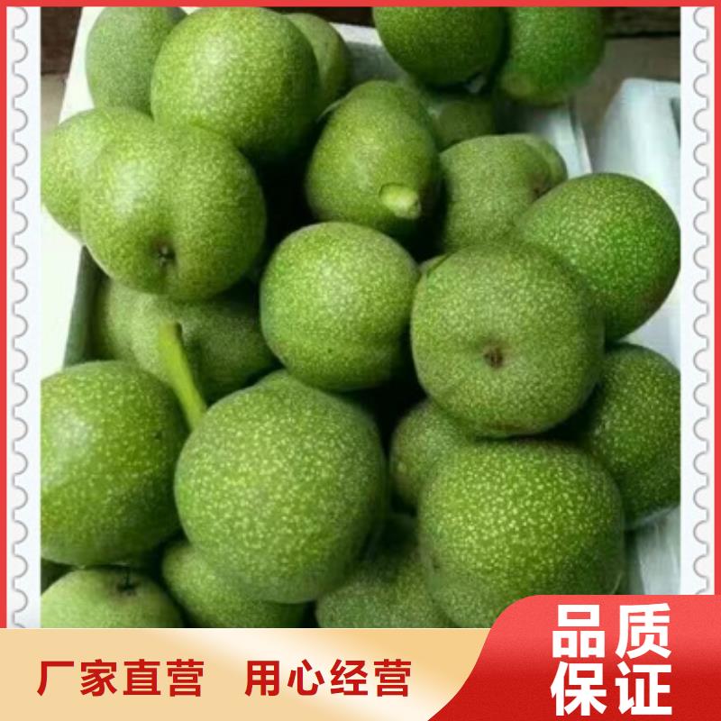 核桃苗價格合理