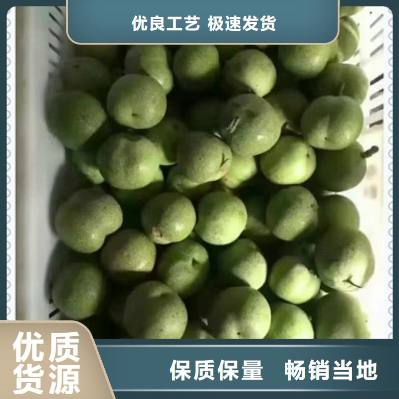 核桃苗一站式廠家