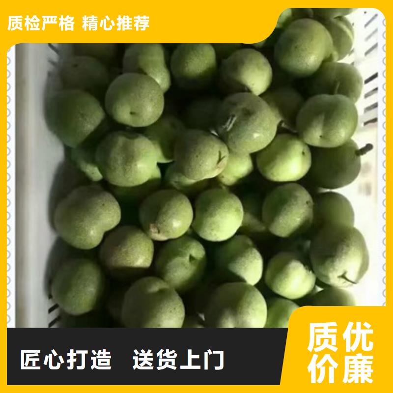 買核桃苗必看-圖文介紹