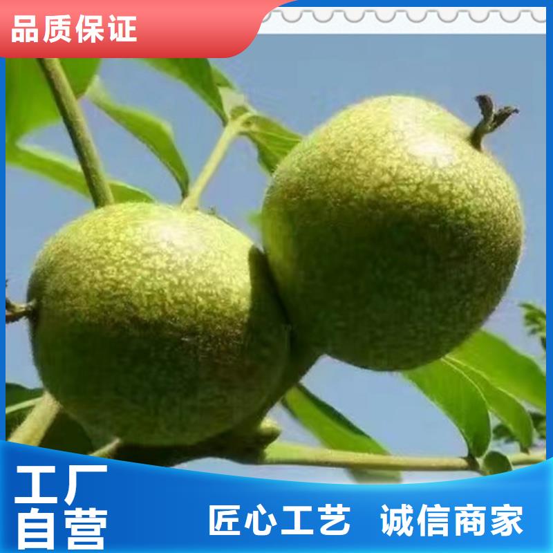 核桃苗、核桃苗生產廠家