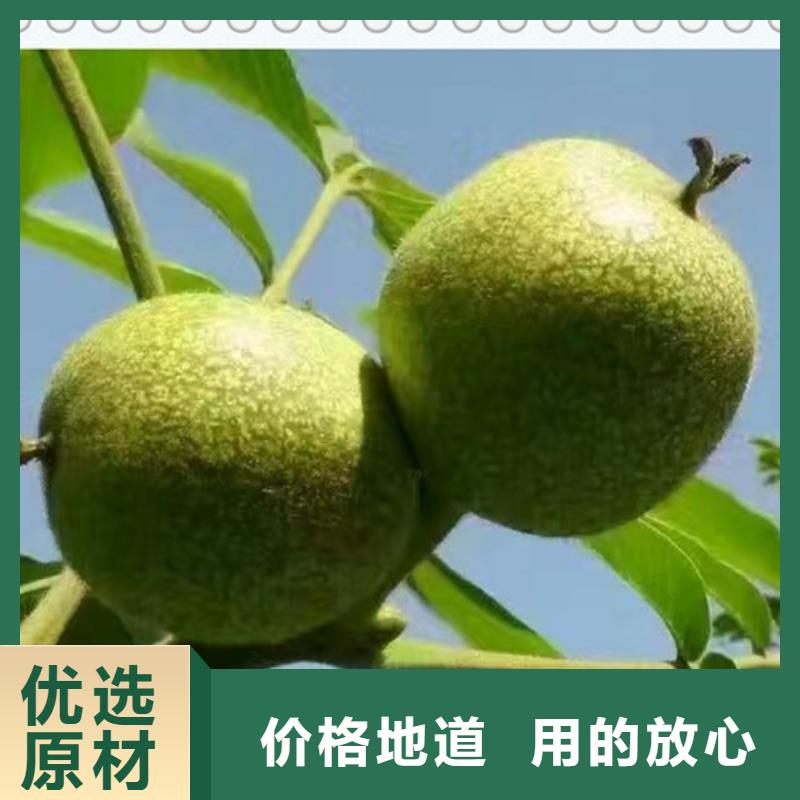 核桃苗可來電定制-質量可靠