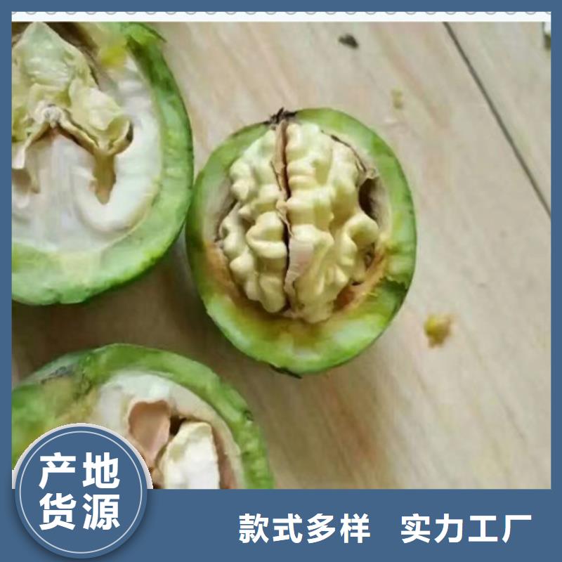 發貨及時的核桃苗銷售廠家