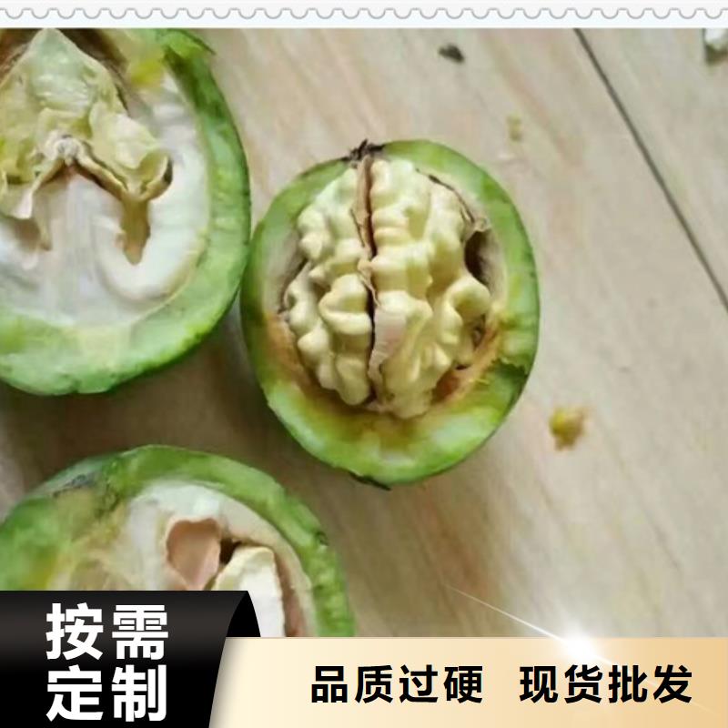 核桃苗-實業廠家