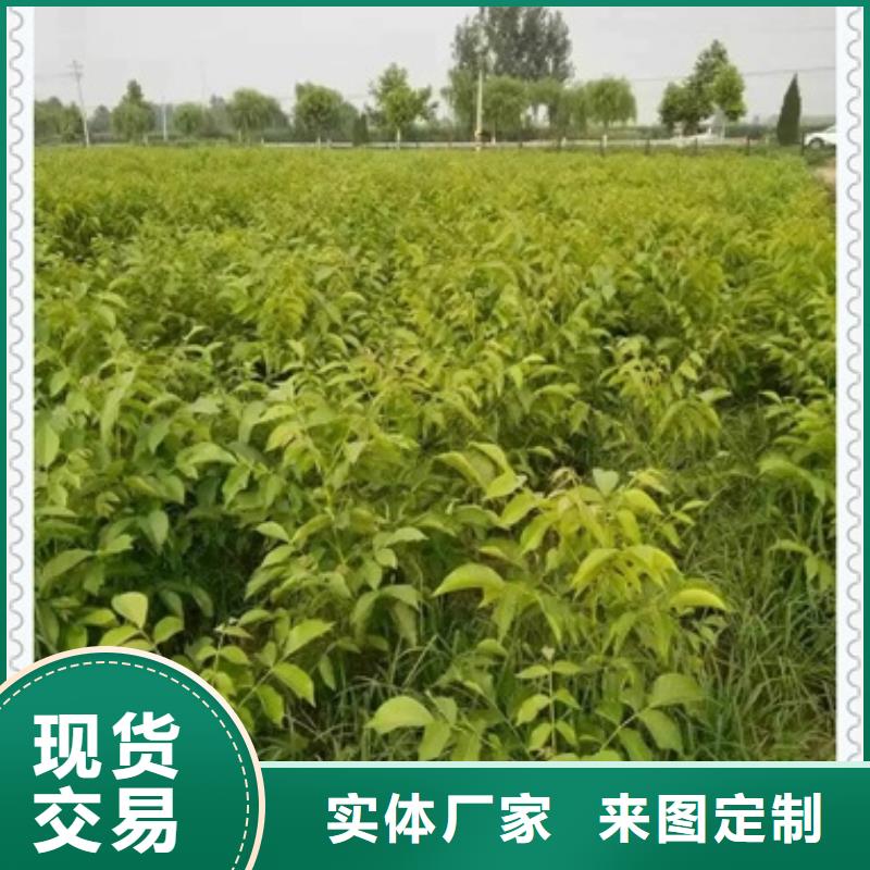 核桃苗價格-定制_興海苗木種植合作社