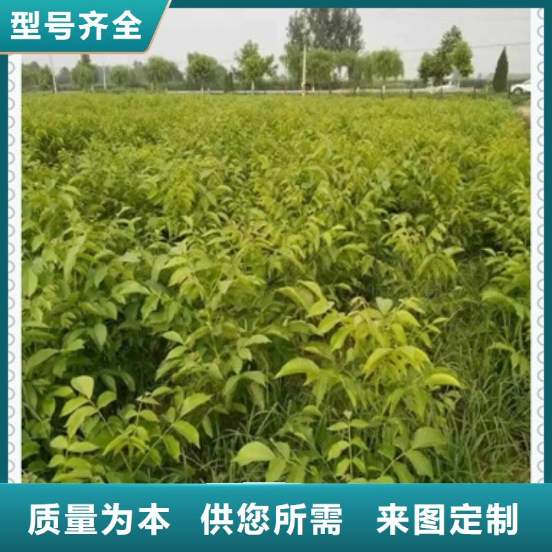 發貨及時的核桃苗銷售廠家