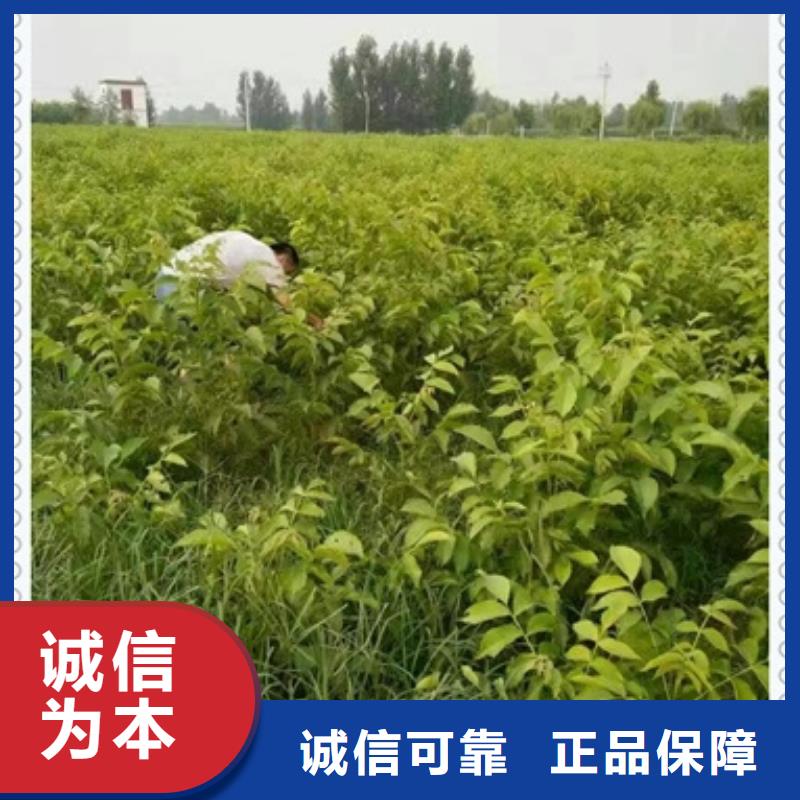 核桃苗可零售