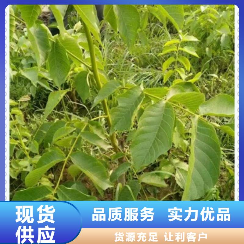 #核桃苗#貨源充足