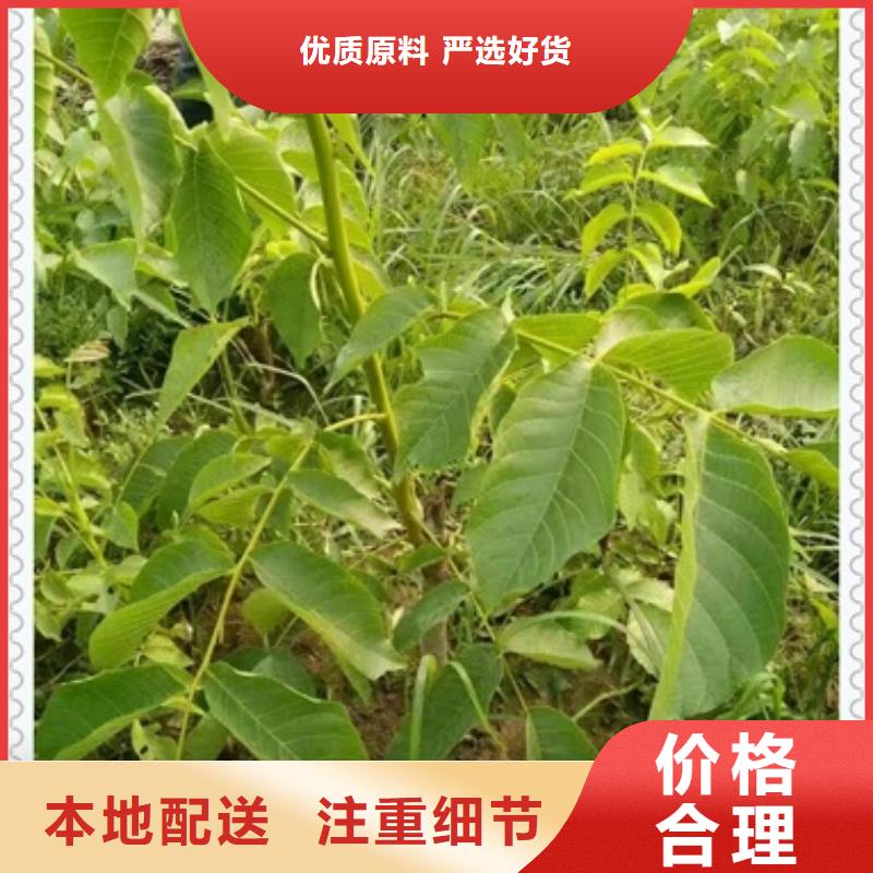 核桃苗廠家及時發貨