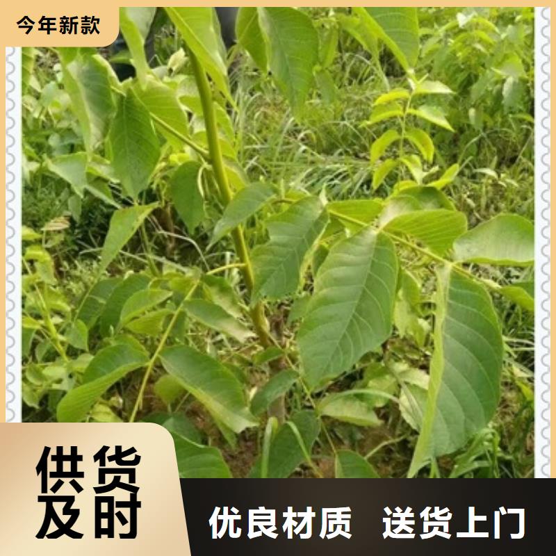 核桃苗質(zhì)量可靠的廠家