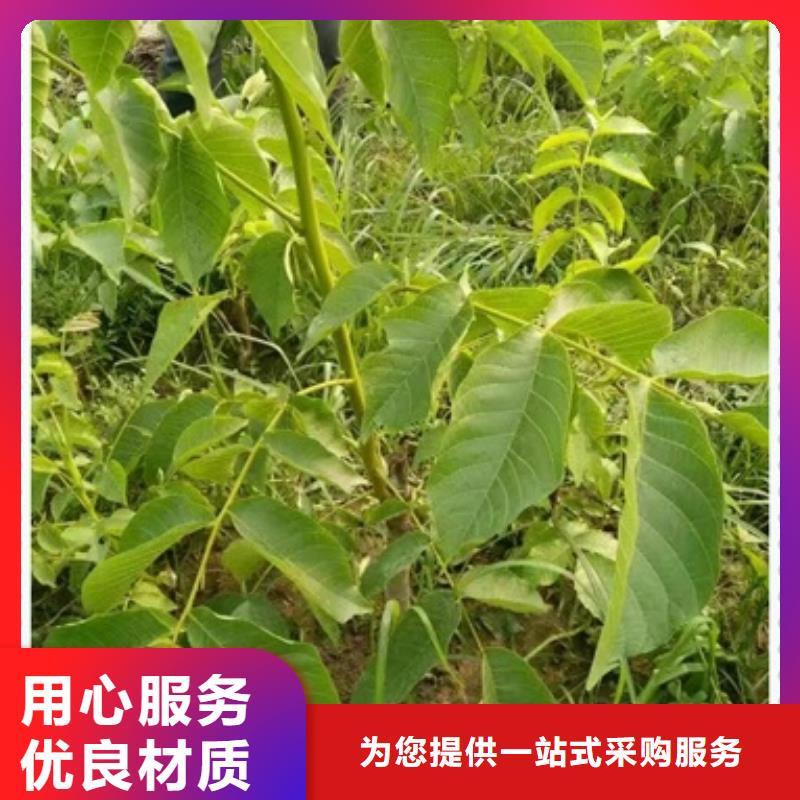 核桃苗可零售