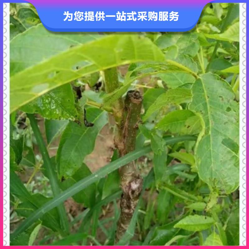 #核桃苗#實力強