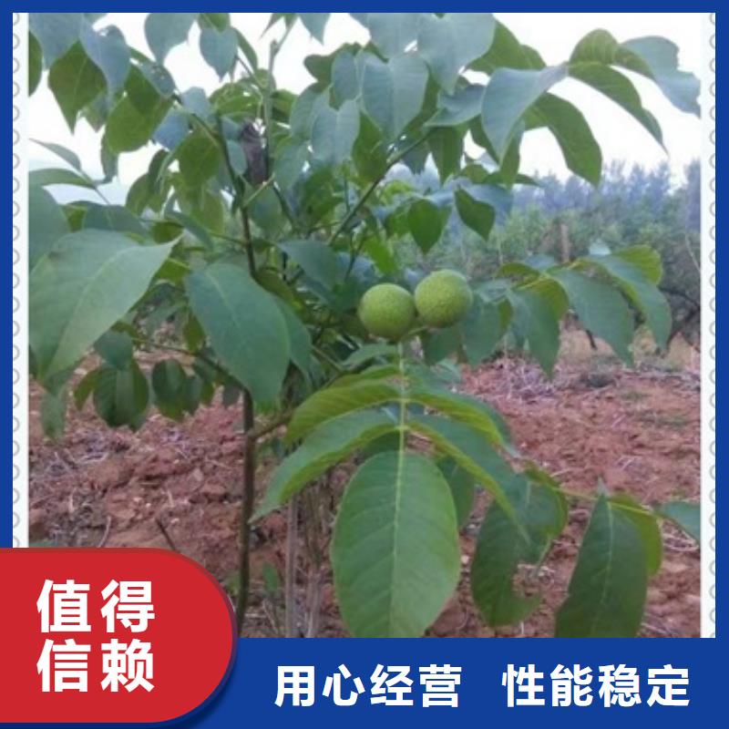 核桃苗-大品牌質(zhì)量有保障