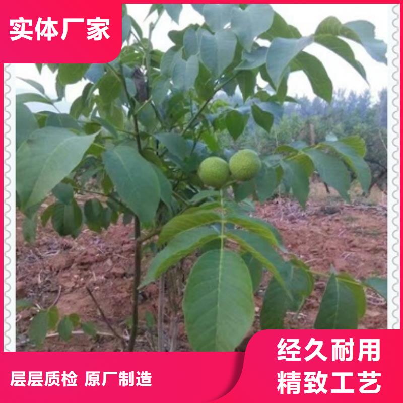 核桃苗價格