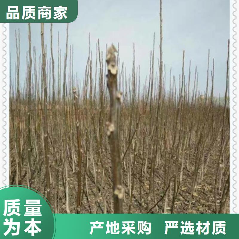 核桃苗廠家_精益求精