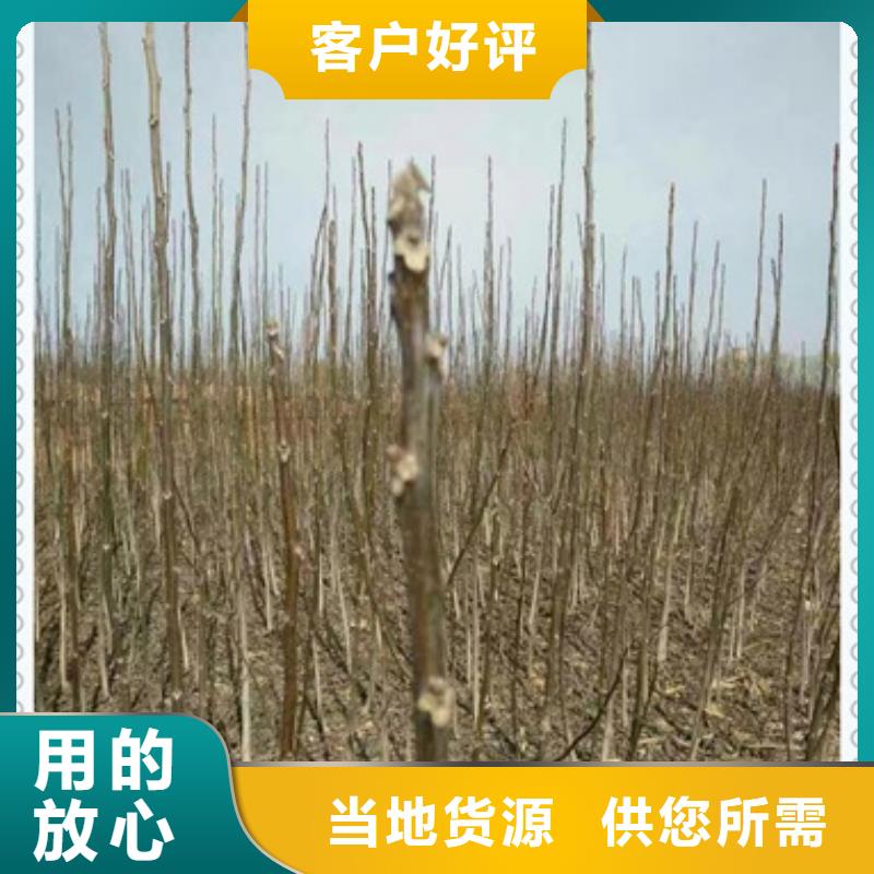 核桃苗廠家款式多樣