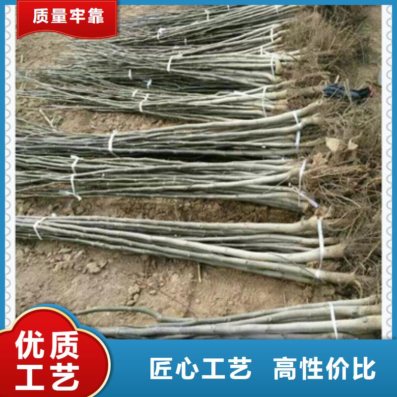 質量可靠的核桃苗供貨商