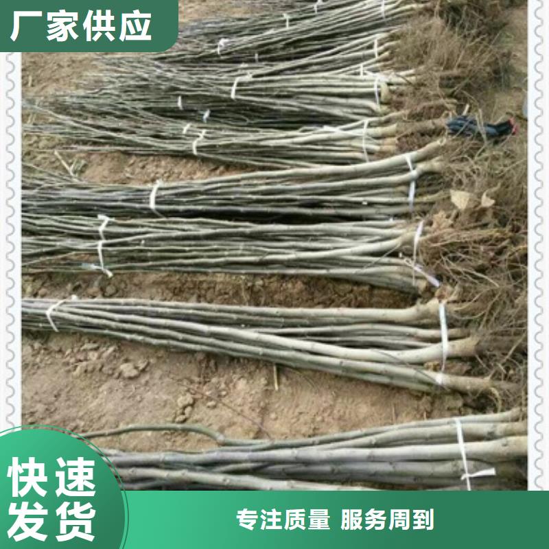 核桃苗加工效果好