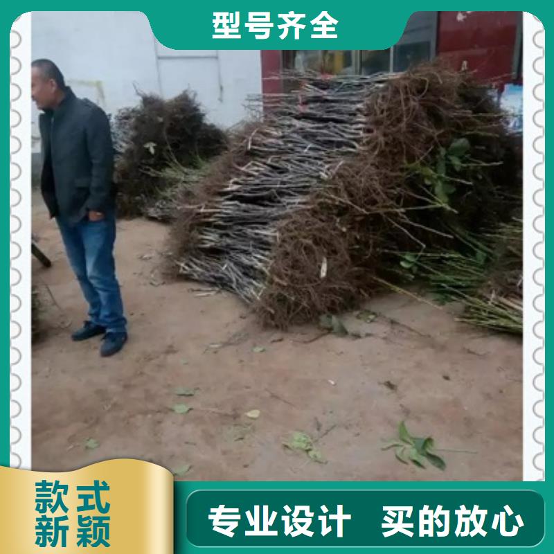 核桃苗全國走貨
