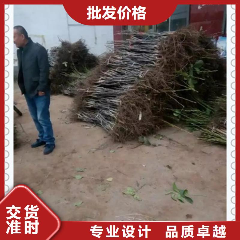核桃苗價格-定制_興海苗木種植合作社